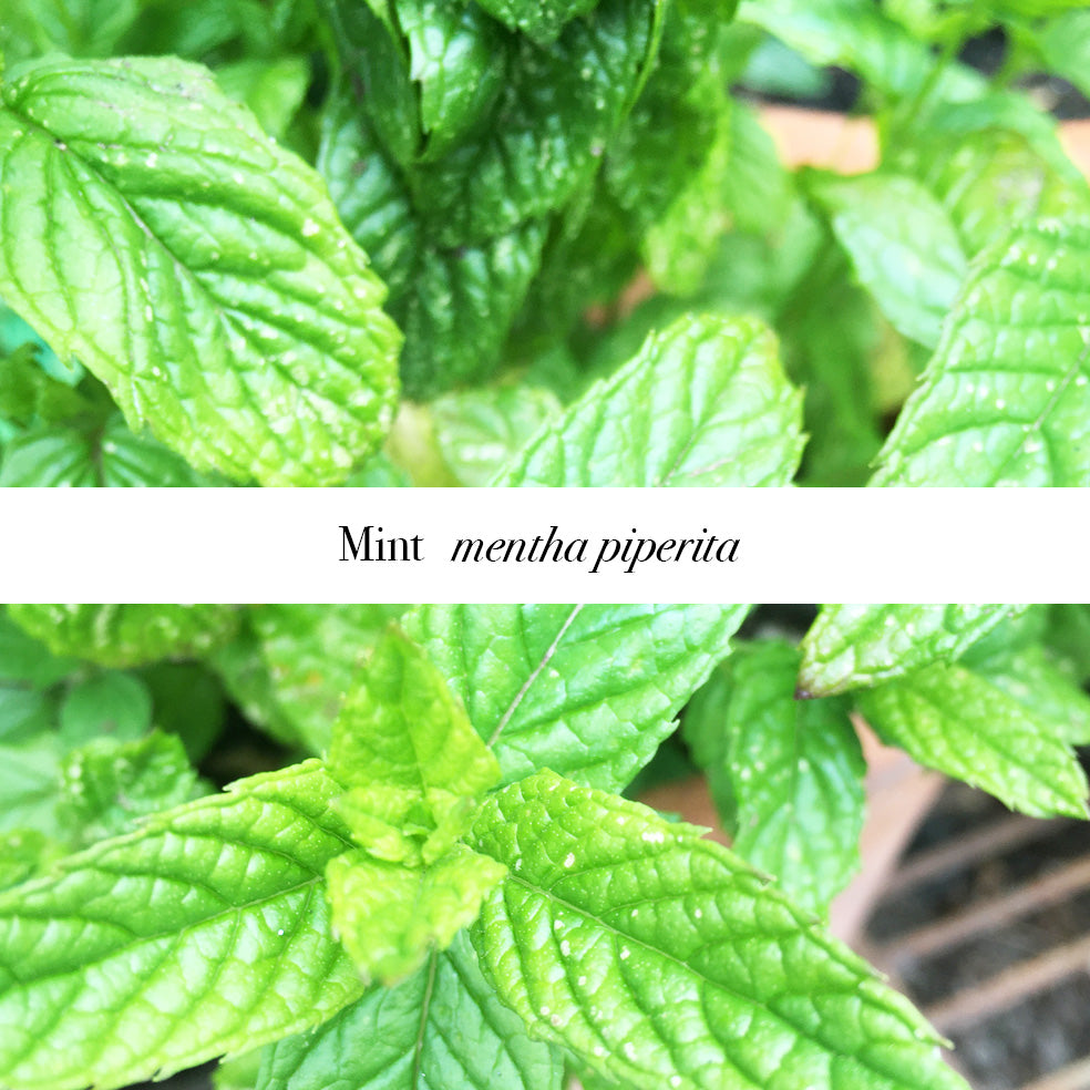 Refreshing Mint Castile Soap with Organic Oils