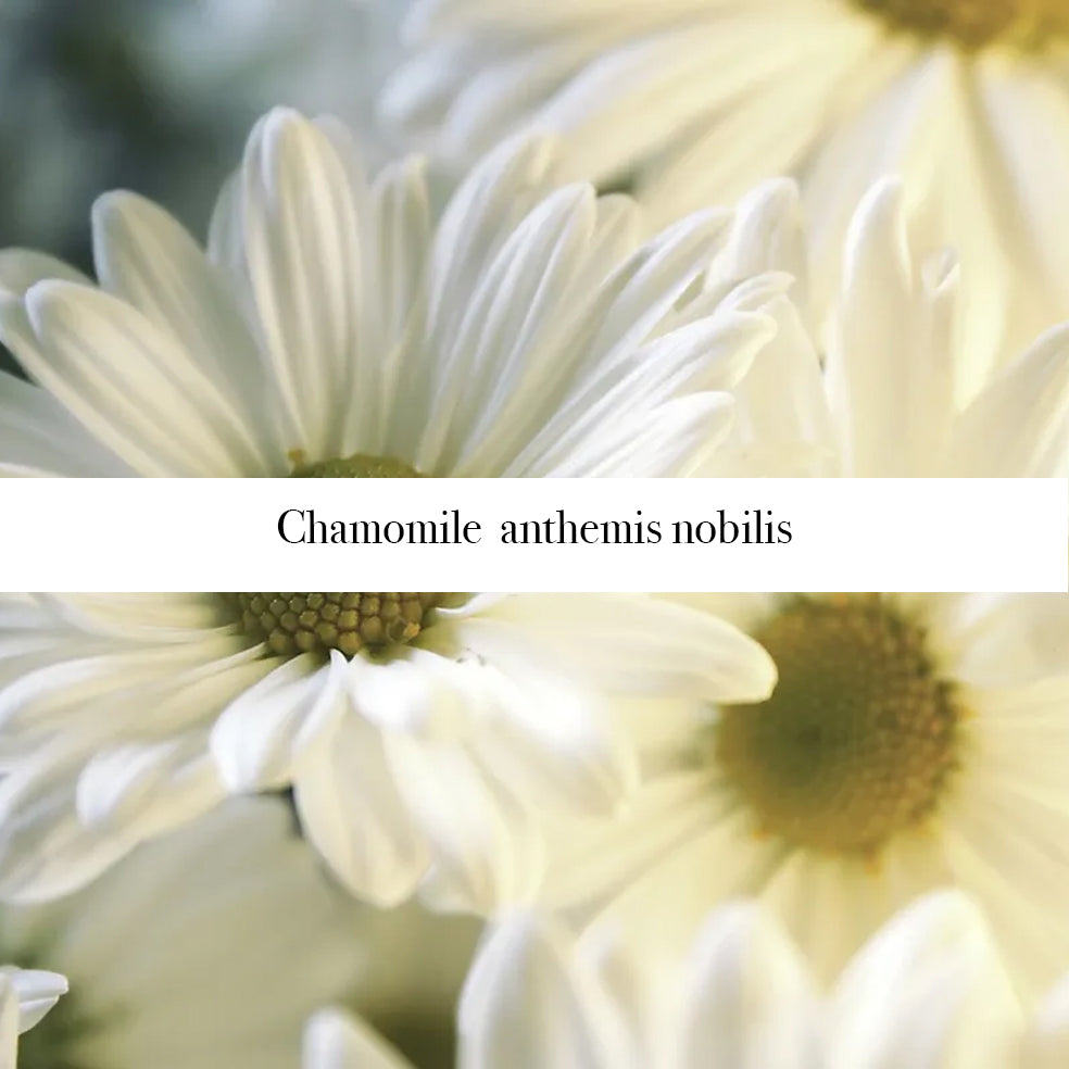White chamomile flowers with label Chamomile anthemis nobilis