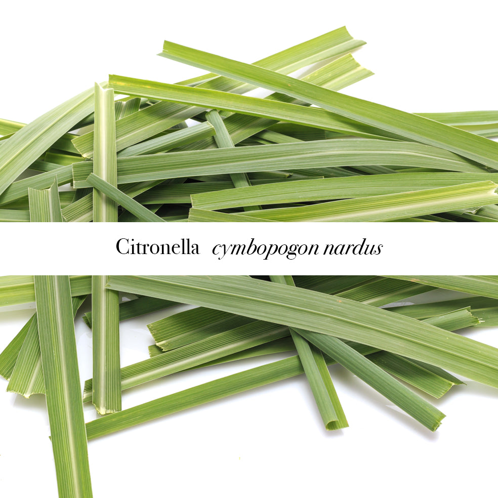 Citronella leaves on a white background with label saying Citronella cymbopogon nardus