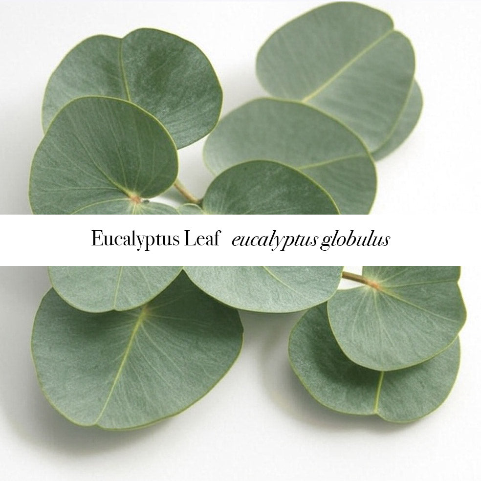 Eucalyptus & Lemon Room Spray 100ml