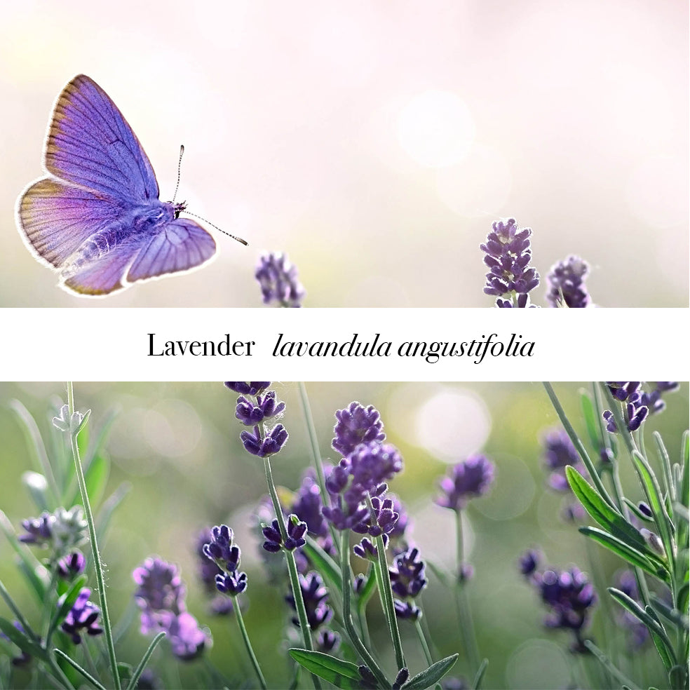 a blue butterfly flying over lavender with a banner saying Lavender lavandula angustifolia
