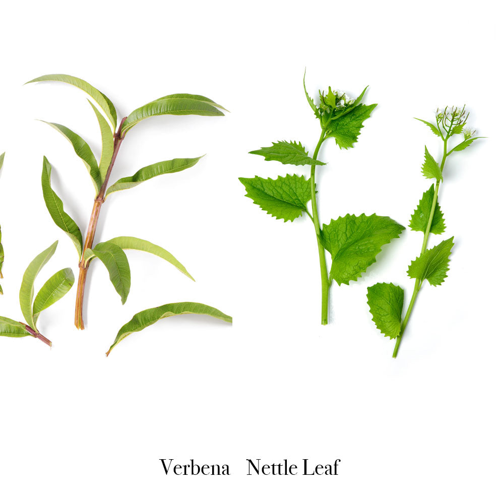 Verben and Nettle leaf on a white background