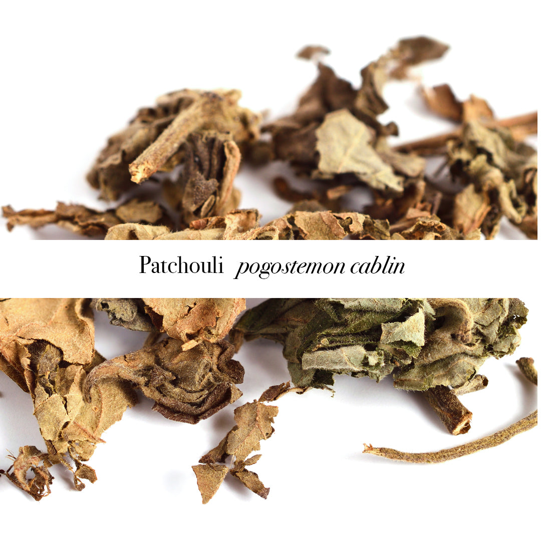Dried Patchouli leaves with label saying Patchouli pogostemon cablin