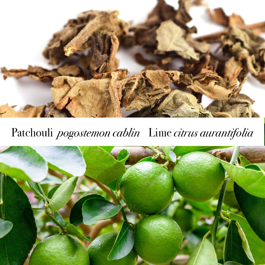 Patchouli leaves and Limes on a tree