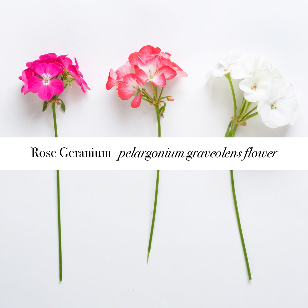 Rose geranium flowers (Pelargonium graveolens) used in uplifting pure aromatherapy essential oil