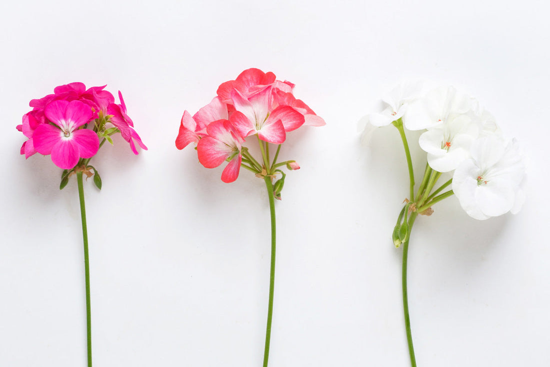 Three fresh Pelargonium Rose Geranium flower stems in pink, coral, and white variations, isolated on a clean white background.