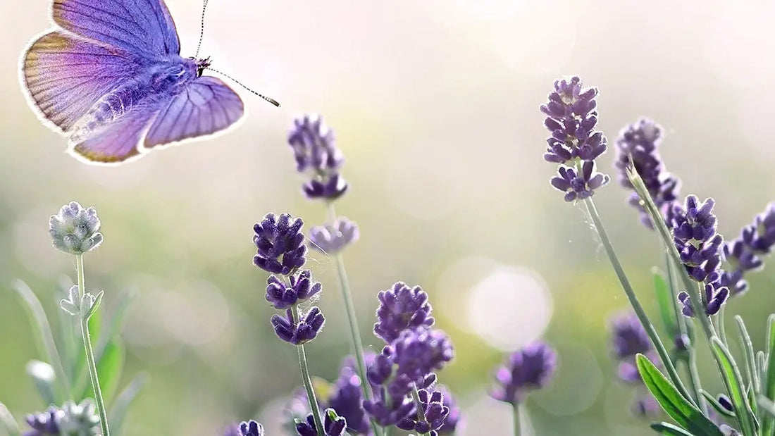 The Magic of Lavender: Nature's Sleep Remedy