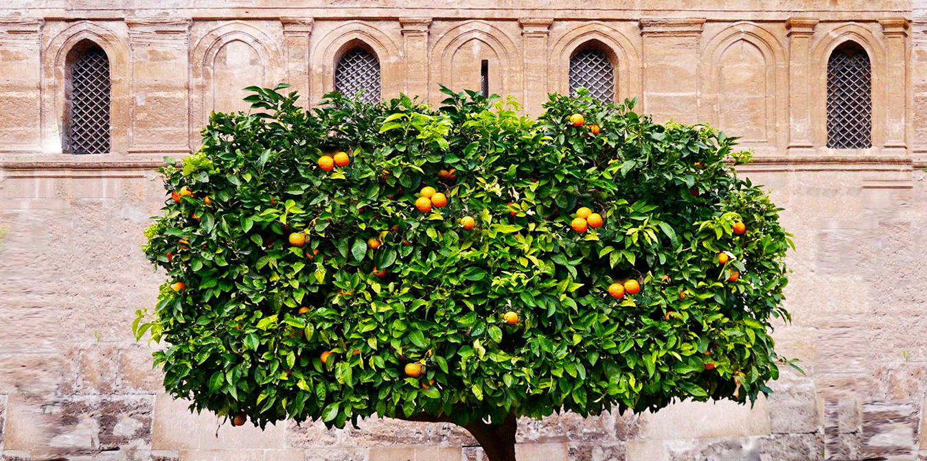 Orange tree with fruits against a stone building background