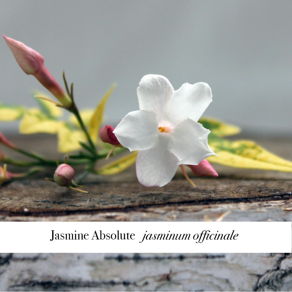 Jasmine Flower with title Jasmine Absolute jasminum officinale