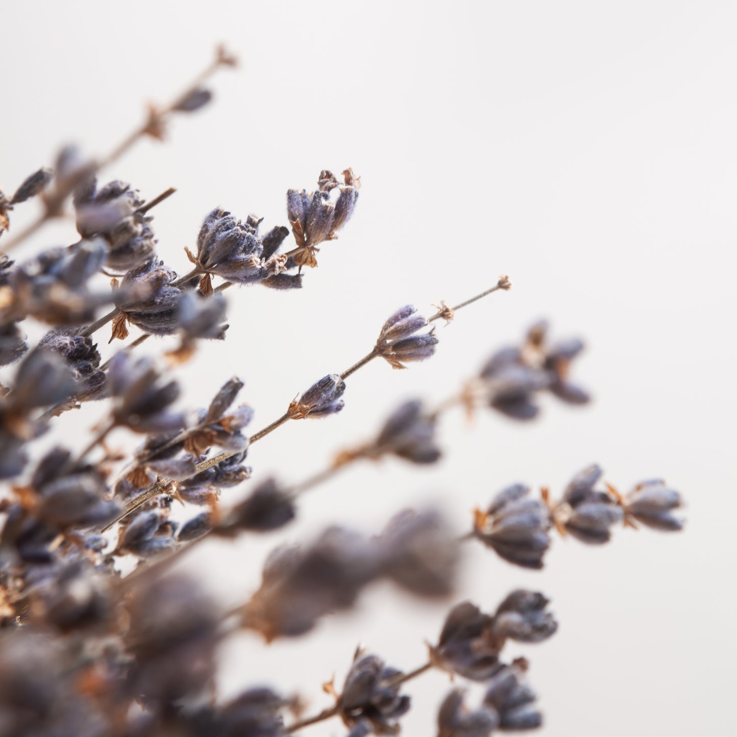 Close-up of dried lavender flowers against a soft, blurred background for castelbel scented sachets