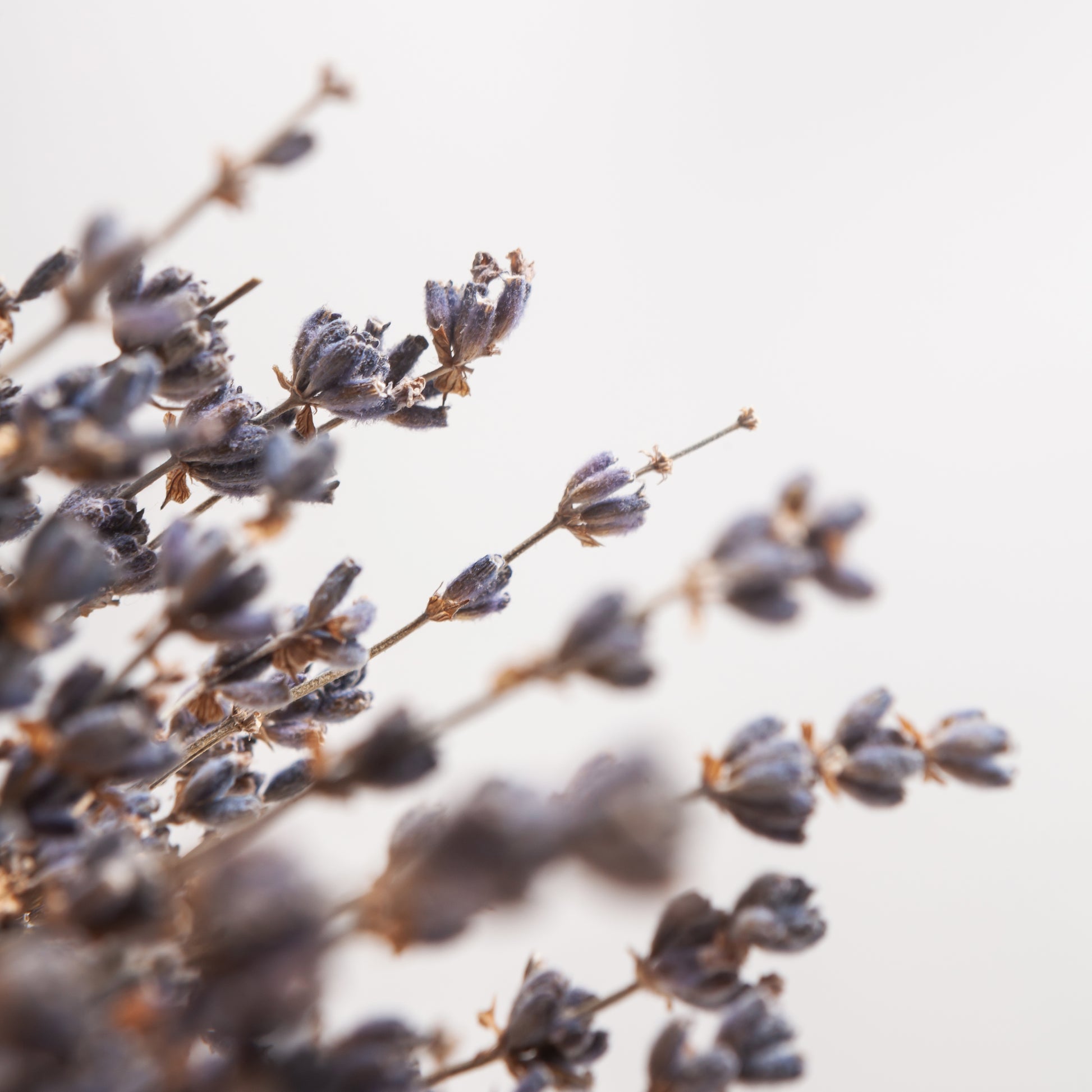 Close-up of dried lavender flowers against a soft, blurred background for castelbel scented sachets