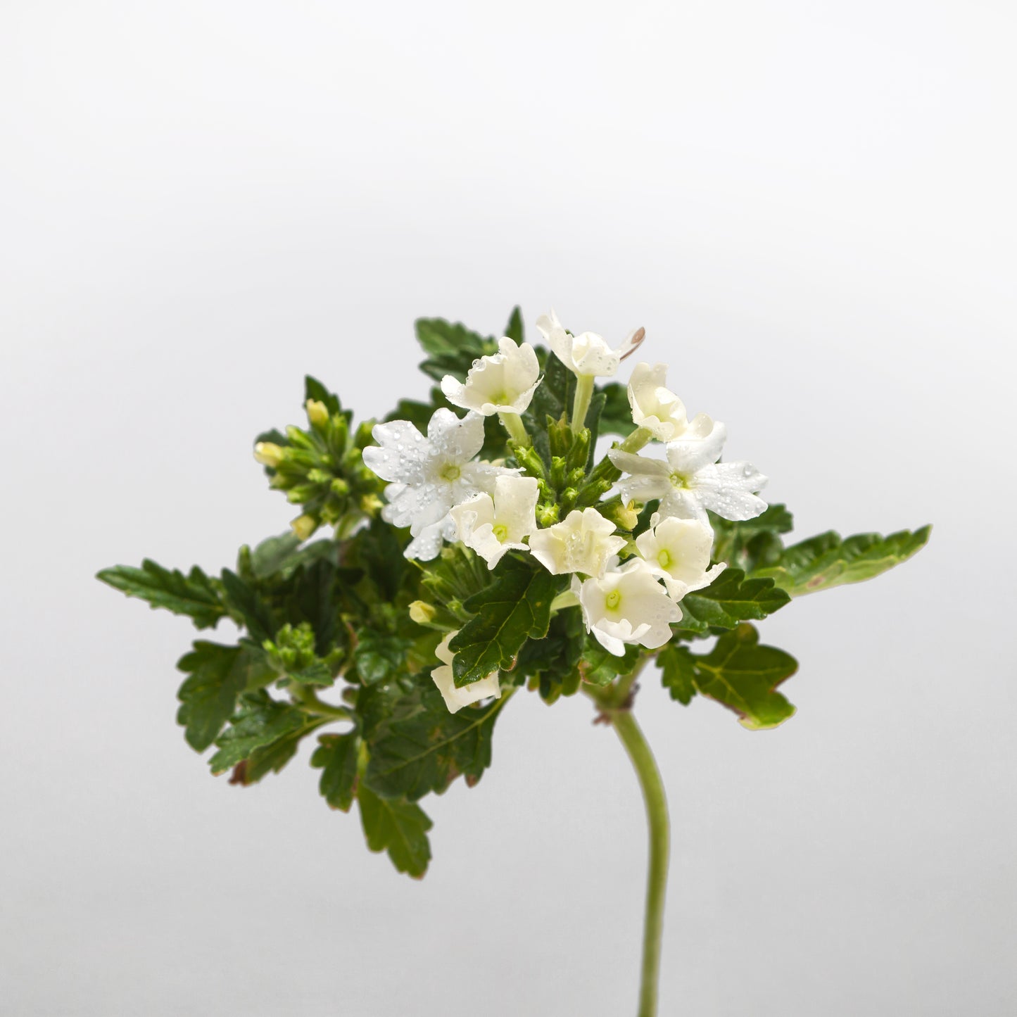 White flowers with green leaves on a light gray background