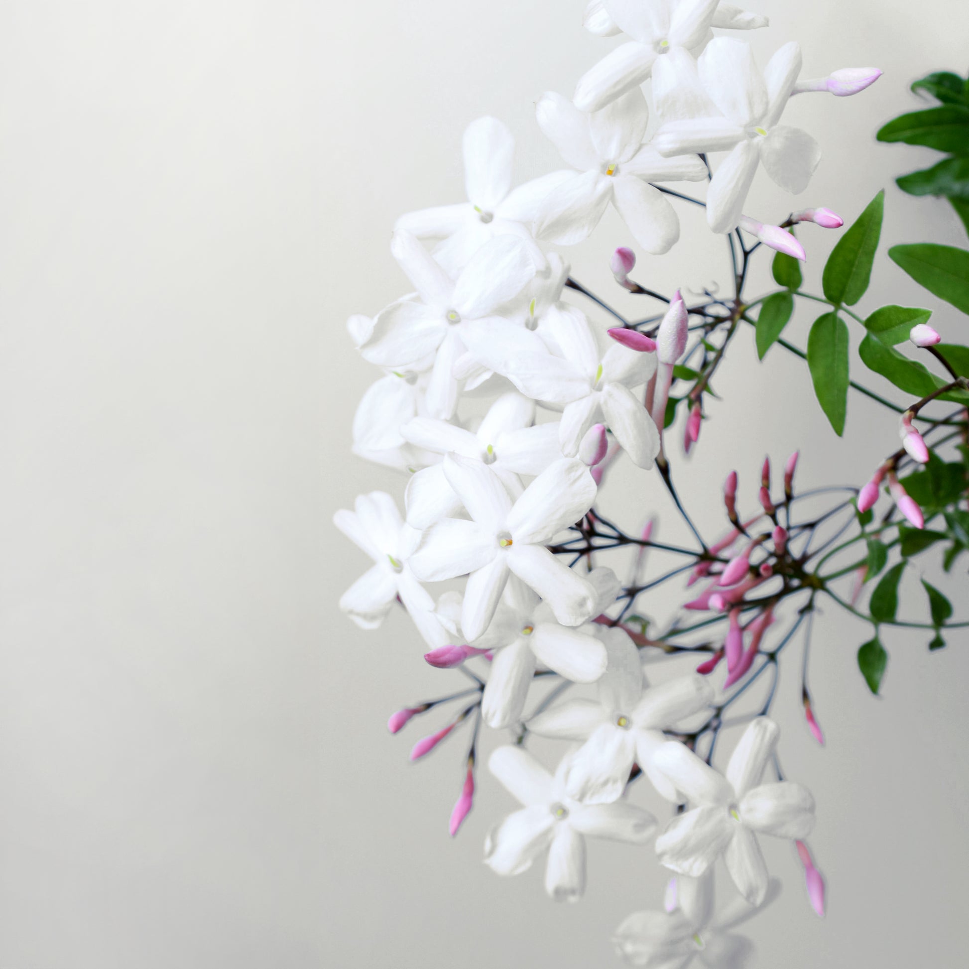 White Jasmine flowers 