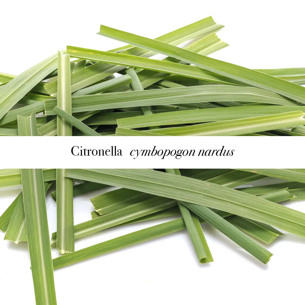 Citronella leaves on a white background with label saying Citronella cymbopogon nardus