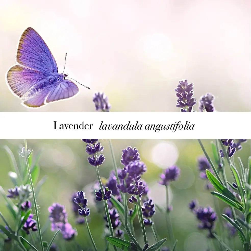 Blue butterfly over Lavandula angustifolia lavender — pure lavender essential oil by Castello de Haye