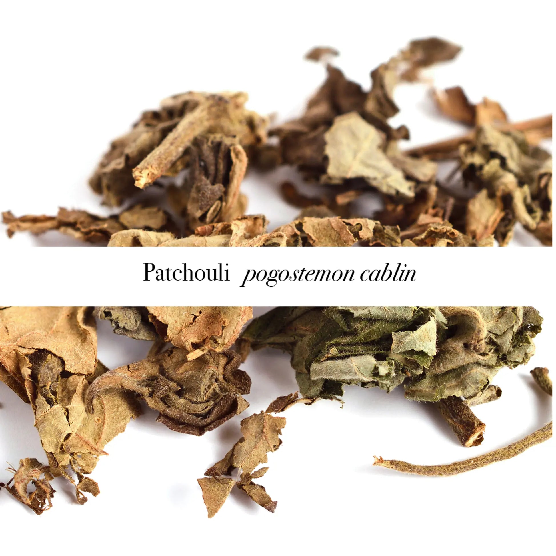 Dried patchouli leaves (Pogostemon cablin) - natural ingredient in pure essential oil