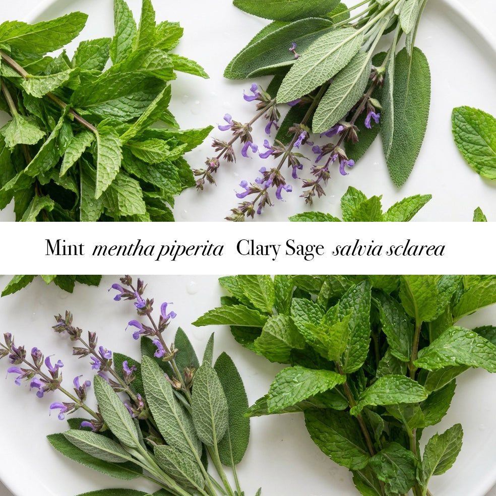 Mint and Clary Sage leaves on a white background with labels.
