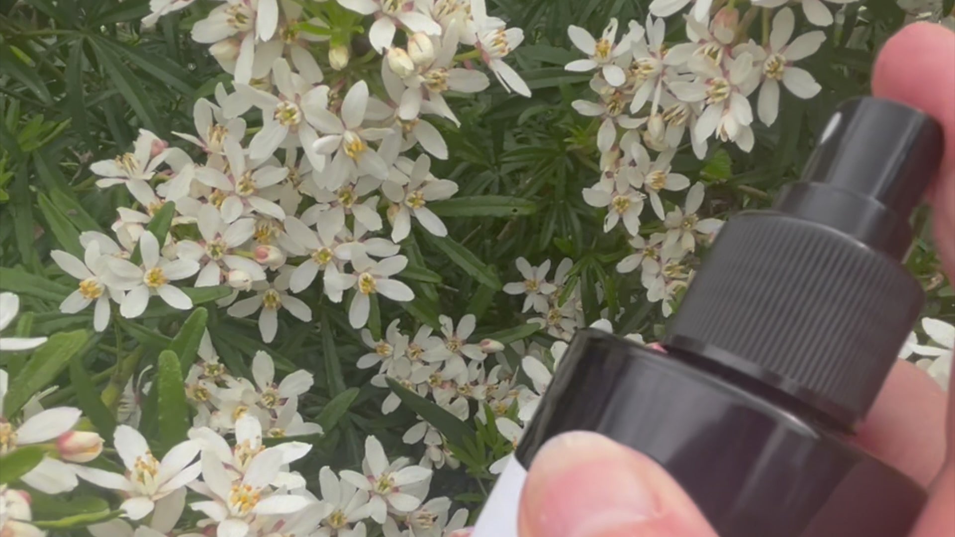 Video of a Citronella Room spray being sprayed over flowers