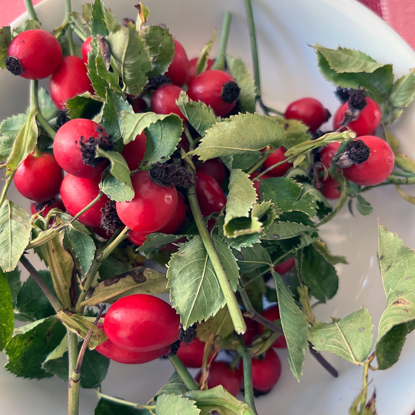 Rose hips in a bowl